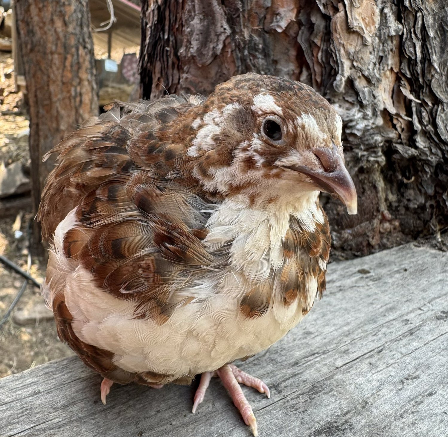 Arwen, Range Coturnix female