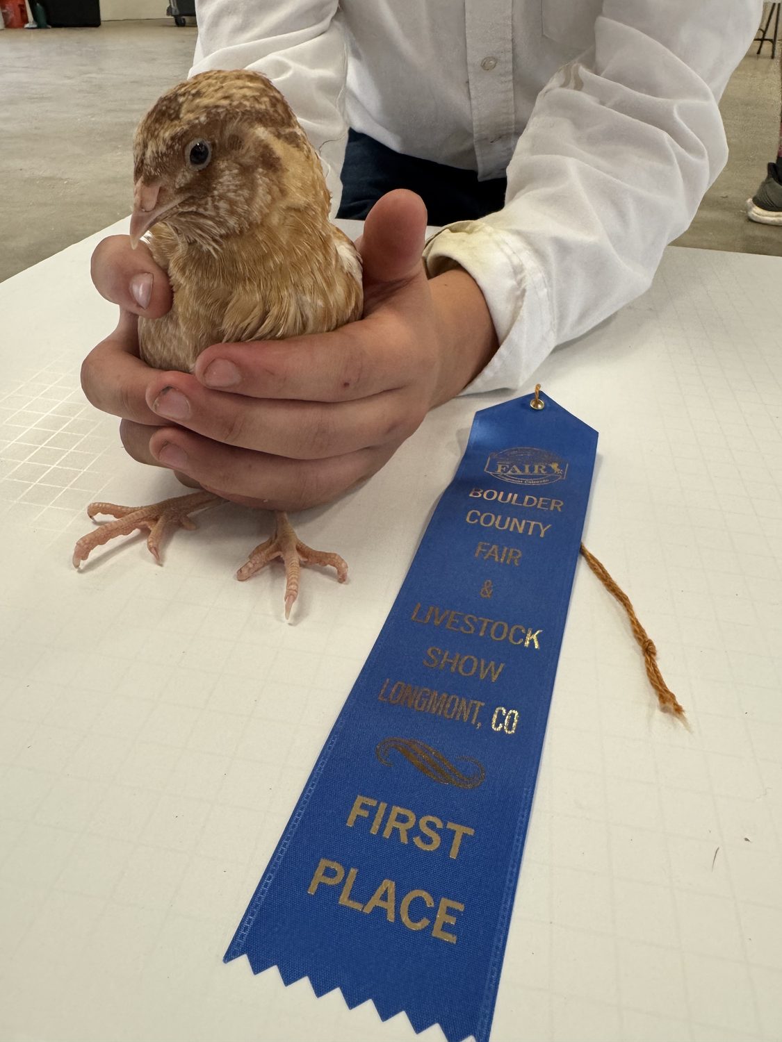 A Autumn Amber jumbo Coturnix quail held on the judging table beside its first place ribbon at the Boulder County Fair 2026