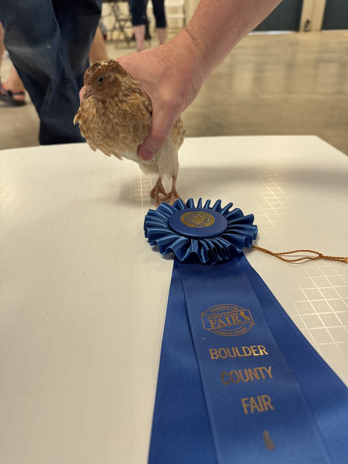 A Autumn Amber jumbo Coturnix quail held on the judging table beside its first place ribbon at the Boulder County Fair 2026