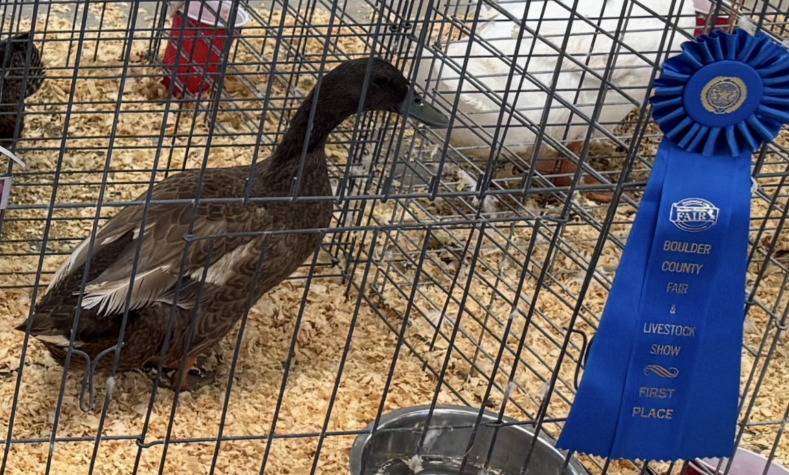 Goliath, a Khaki Campbell duck, in her pen beside a first place ribbon at the Boulder County Fair 2026