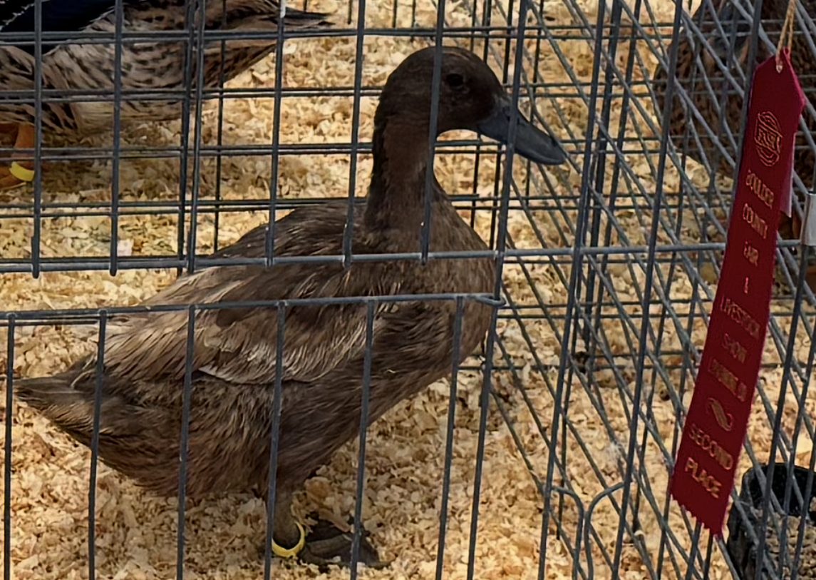 Naomi, a Khaki Campbell duck, in her pen beside a second place ribbon at the Boulder County Fair 2026