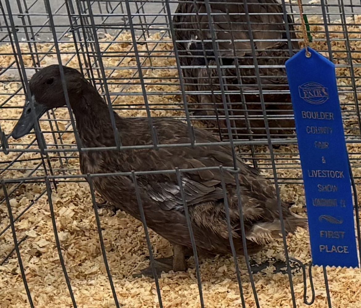 Ruth, a Khaki Campbell duck, in her pen beside a first place ribbon at the Boulder County Fair 2026