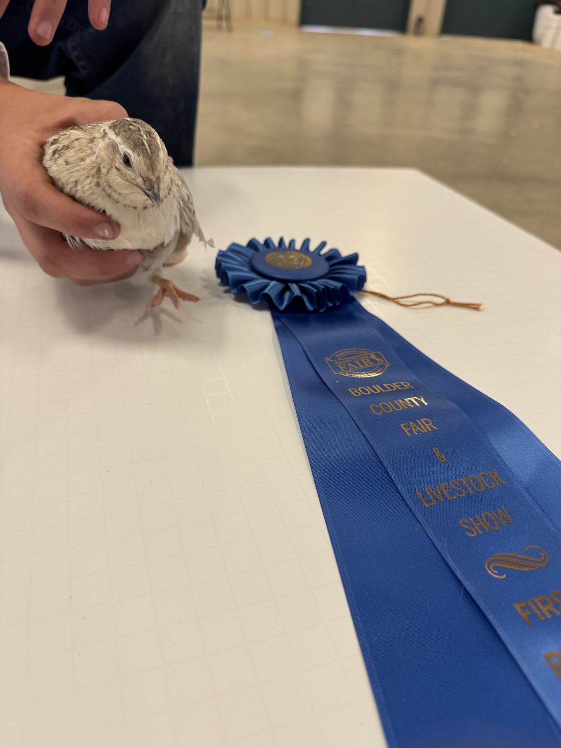 A Egyptian Fee jumbo Coturnix quail held on the judging table beside its first place ribbon at the Boulder County Fair 2026