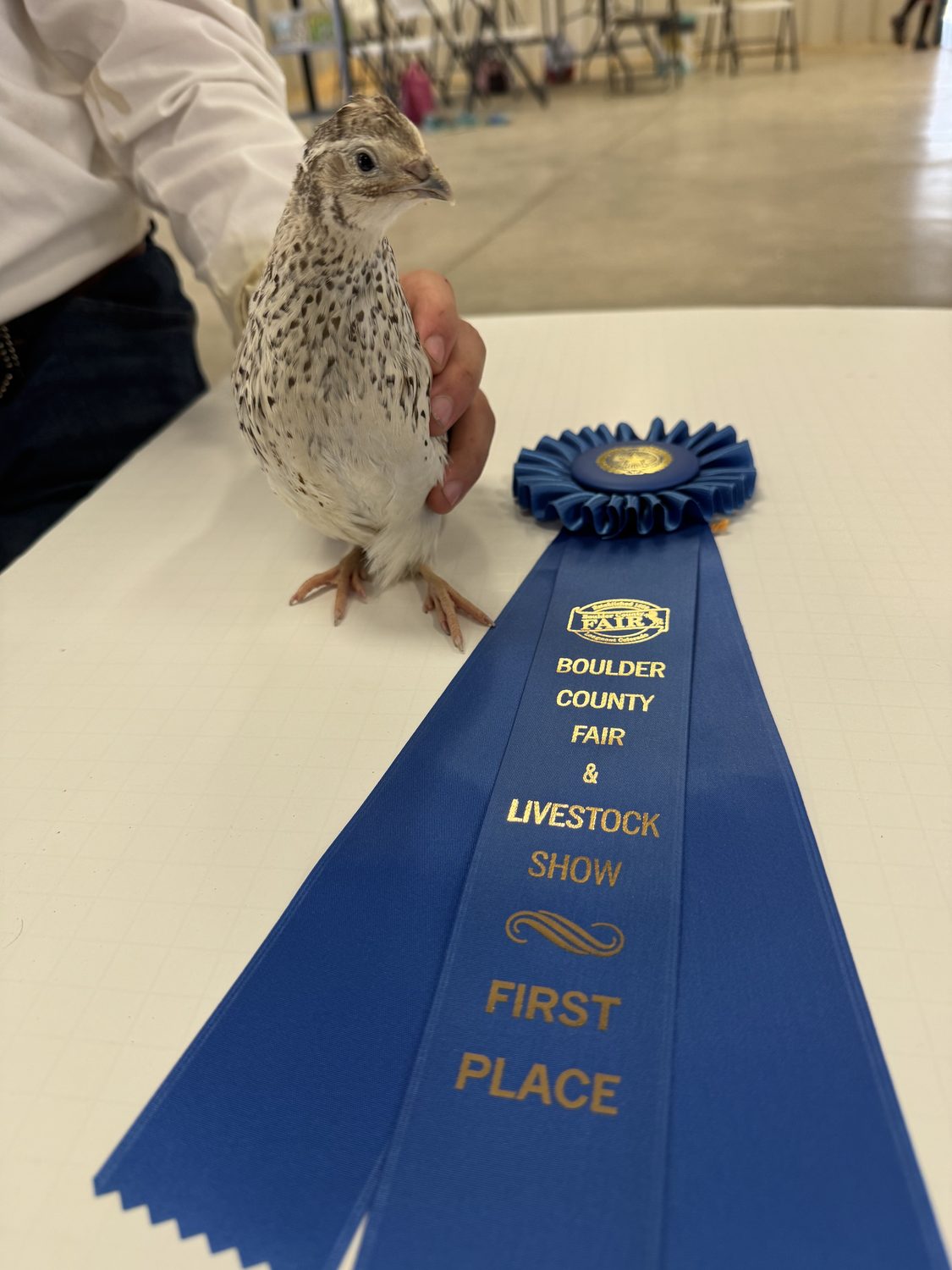 A Egyptian Fee jumbo Coturnix quail held on the judging table beside its first place ribbon at the Boulder County Fair 2026
