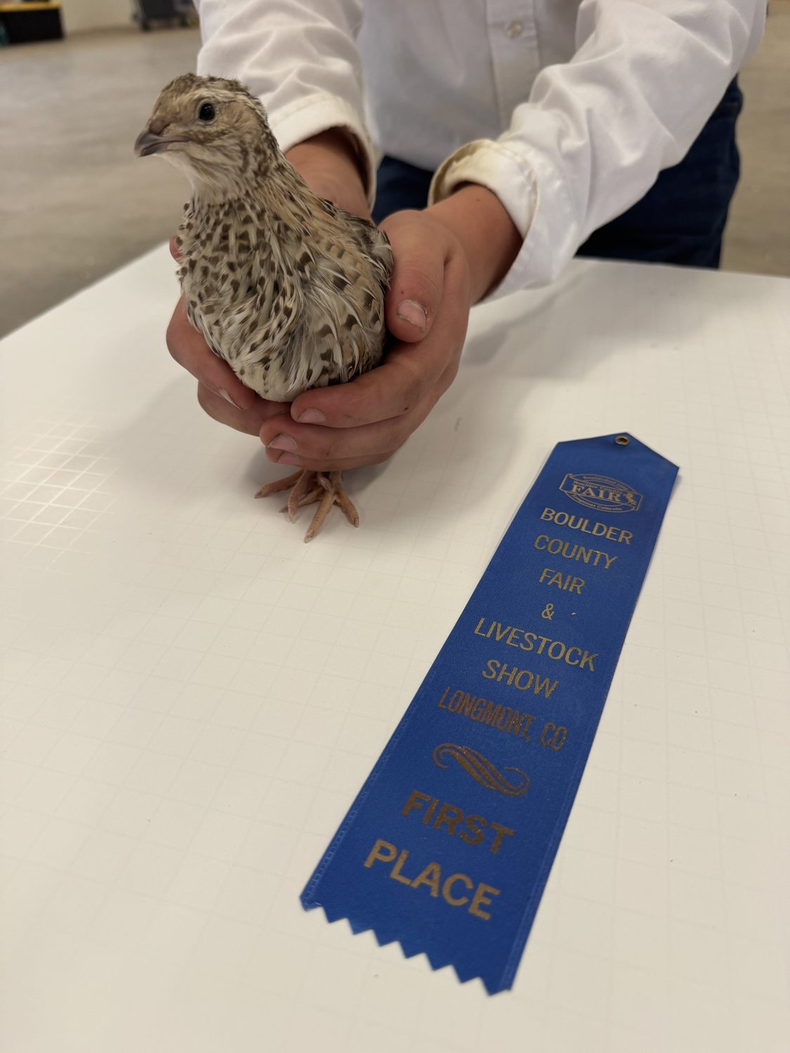 A Egyptian Fee jumbo Coturnix quail held on the judging table beside its first place ribbon at the Boulder County Fair 2026