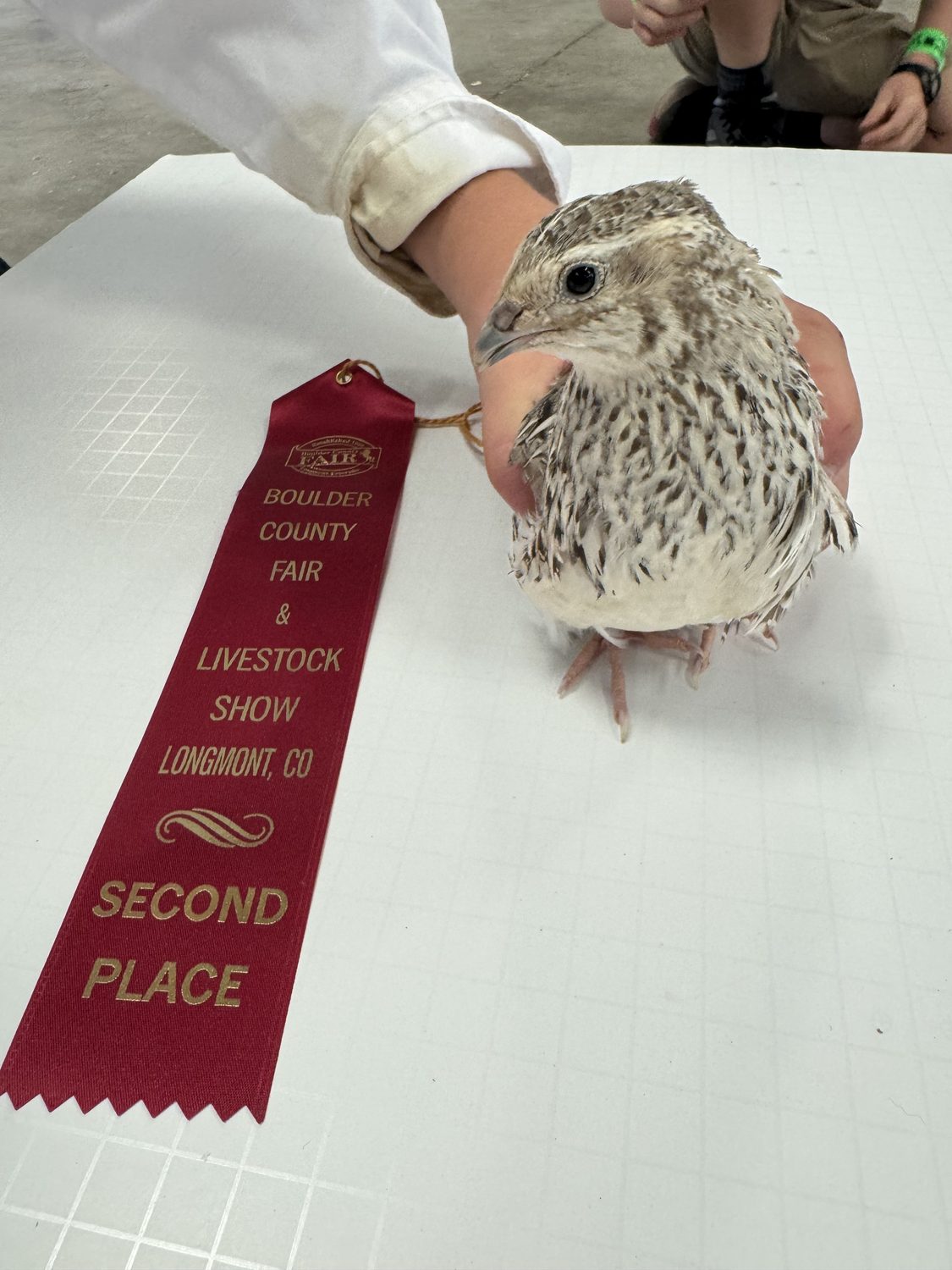 A Egyptian Fee jumbo Coturnix quail held on the judging table beside its second place ribbon at the Boulder County Fair 2026