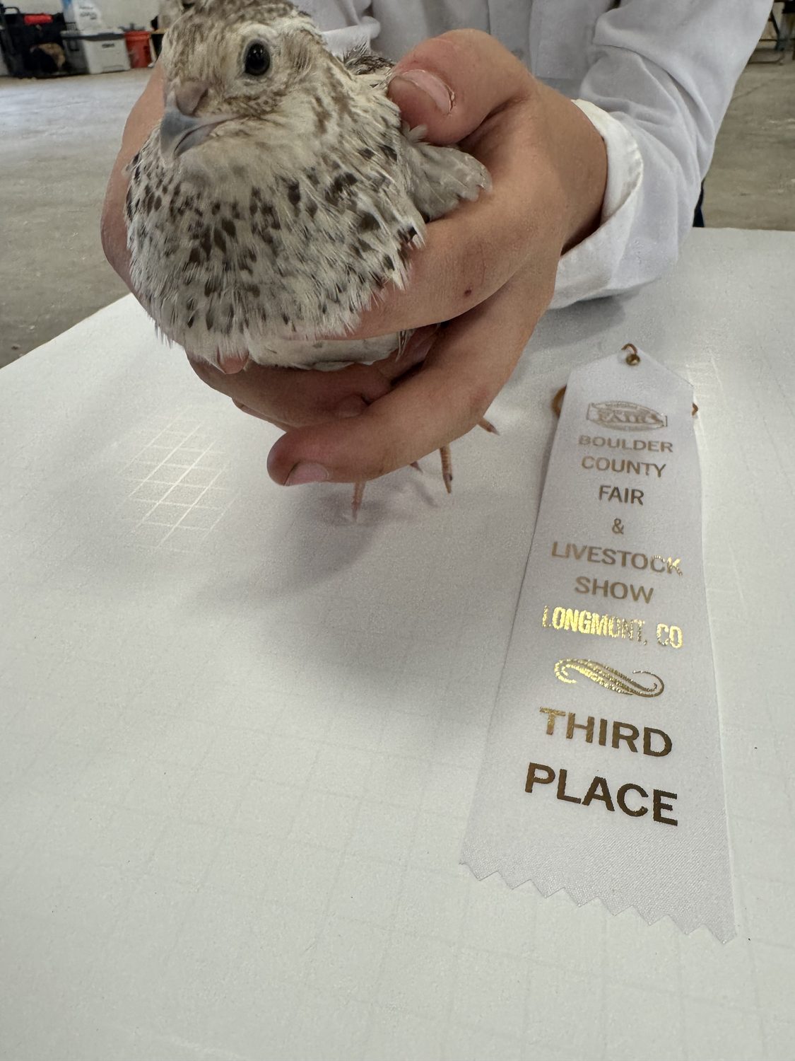 A Egyptian Fee jumbo Coturnix quail held on the judging table beside its third place ribbon at the Boulder County Fair 2026