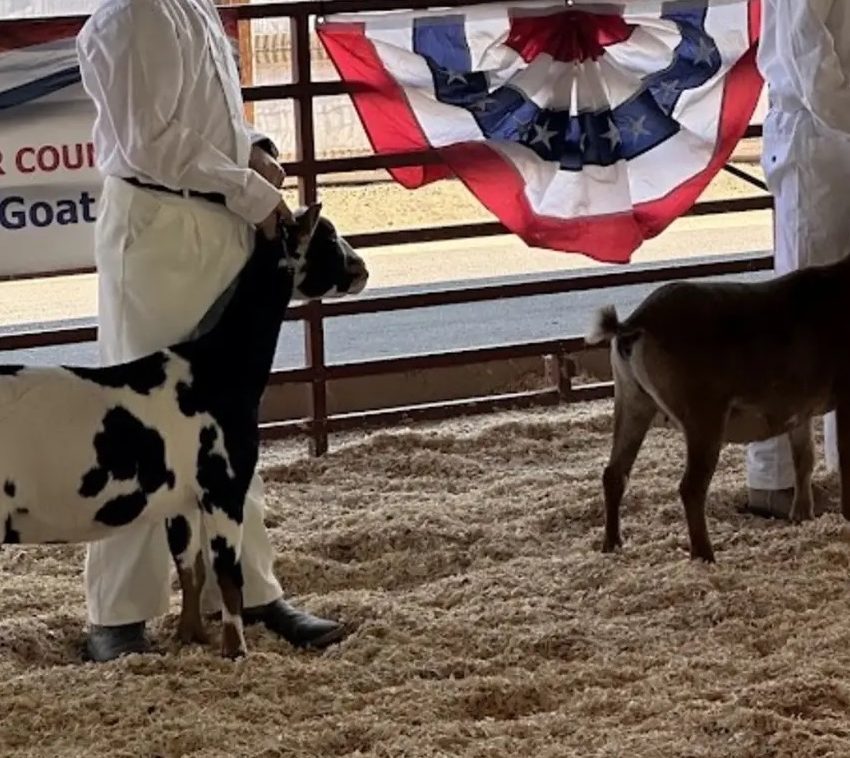 A black and white Nigerian Dwarf goat being shown in the ring at the Boulder County Fair 2026