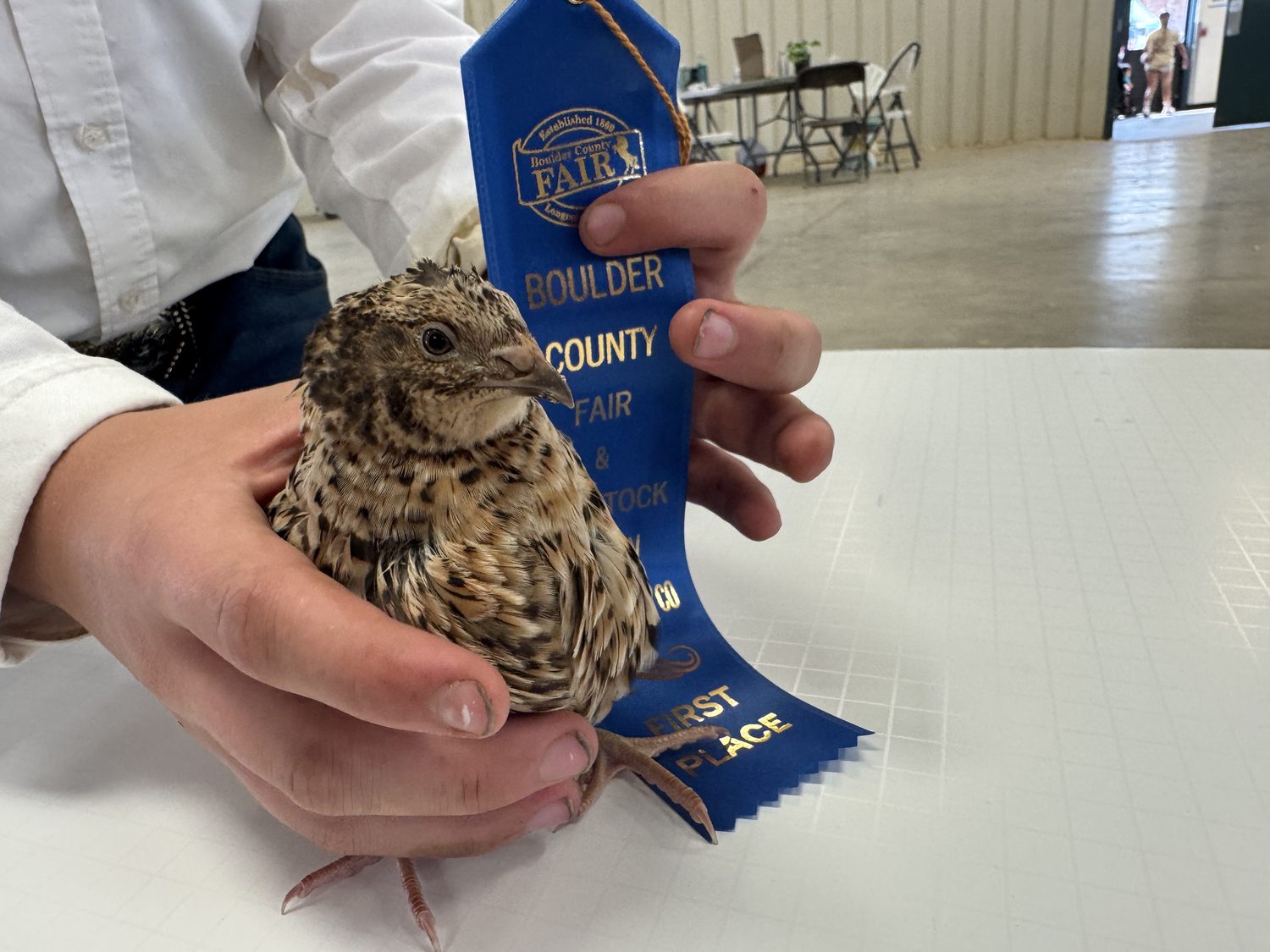 A German Pansy jumbo Coturnix quail held on the judging table beside its first place ribbon at the Boulder County Fair 2026