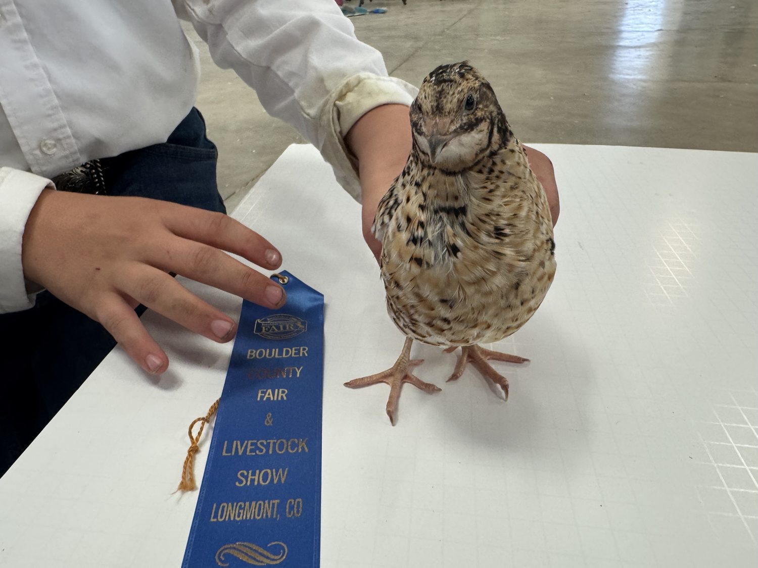 A German Pansy jumbo Coturnix quail held on the judging table beside its first place ribbon at the Boulder County Fair 2026