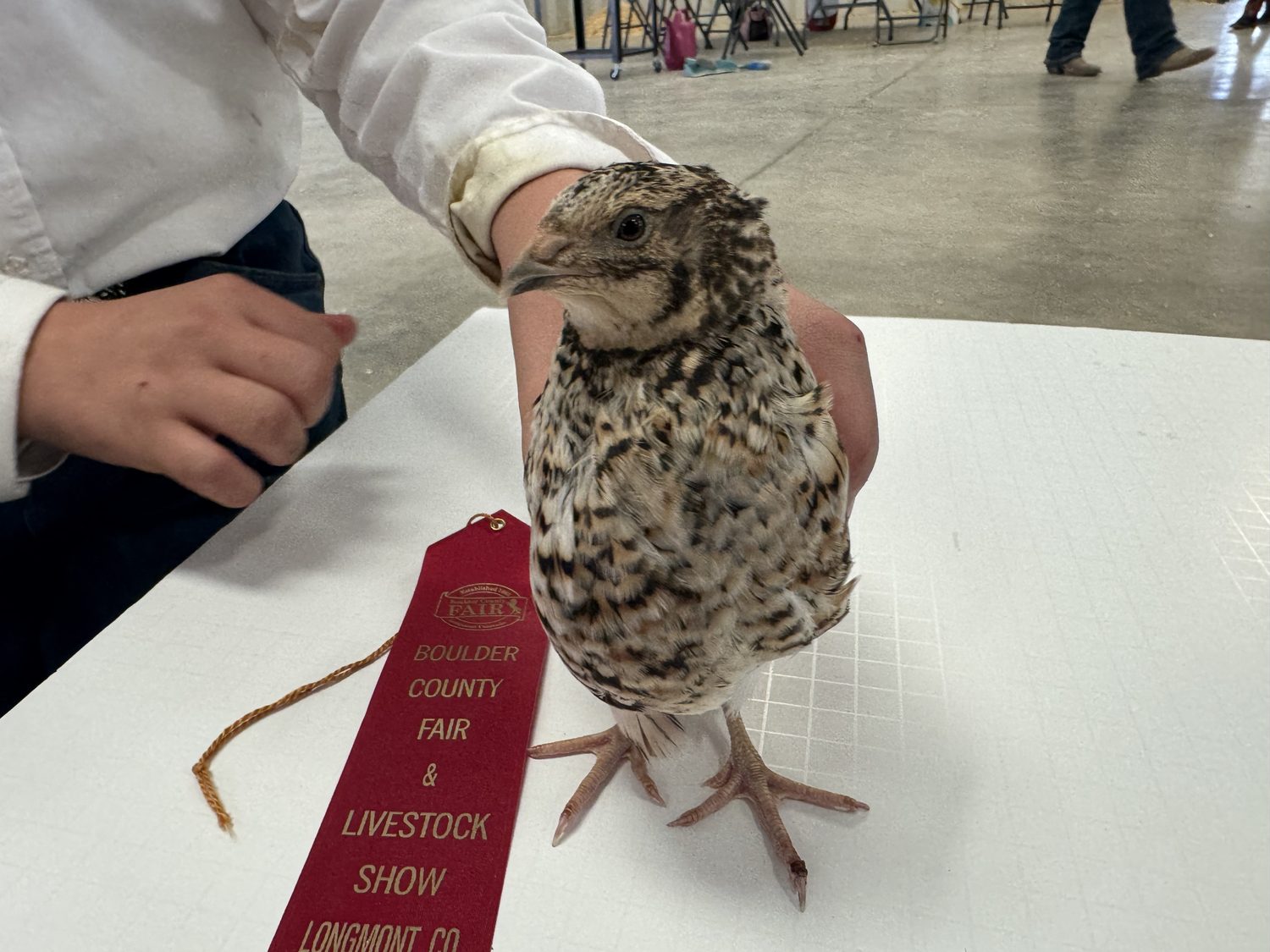 A German Pansy jumbo Coturnix quail held on the judging table beside its second place ribbon at the Boulder County Fair 2026