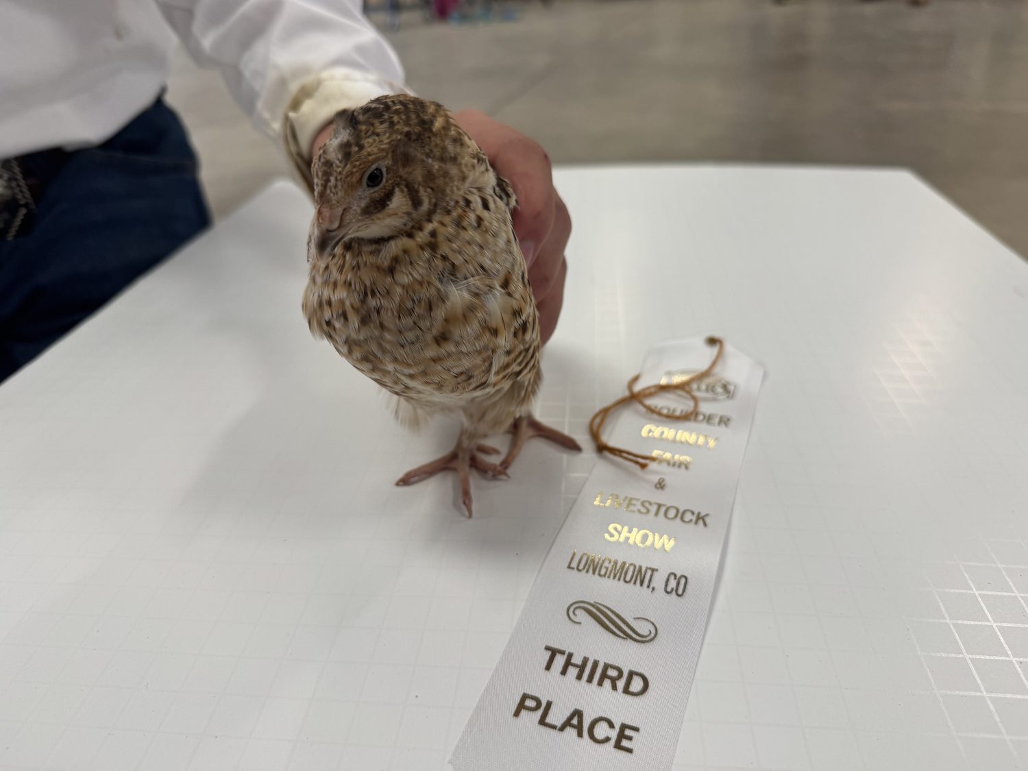 A German Pansy jumbo Coturnix quail held on the judging table beside its third place ribbon at the Boulder County Fair 2026