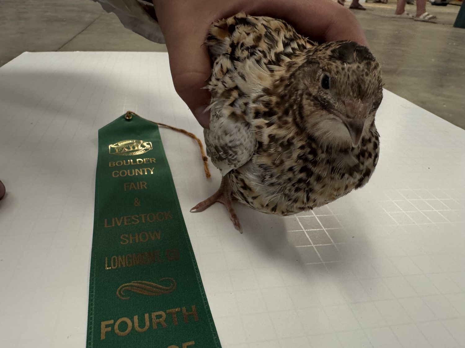 A German Pansy jumbo Coturnix quail held on the judging table beside its fourth place ribbon at the Boulder County Fair 2026
