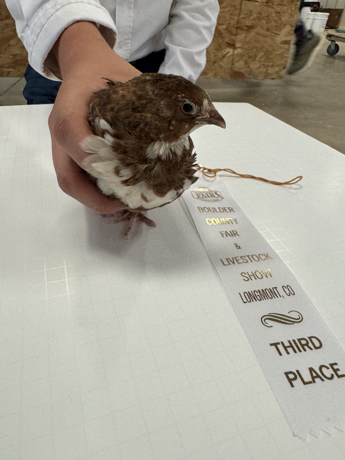 A Range Celadon jumbo Coturnix quail held on the judging table beside its third place ribbon at the Boulder County Fair 2026