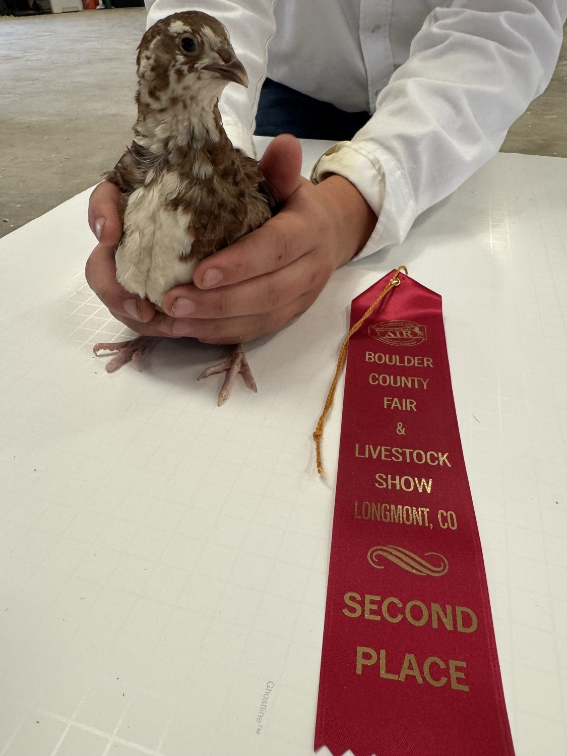 A Range Celadon jumbo Coturnix quail held on the judging table beside its second place ribbon at the Boulder County Fair 2026
