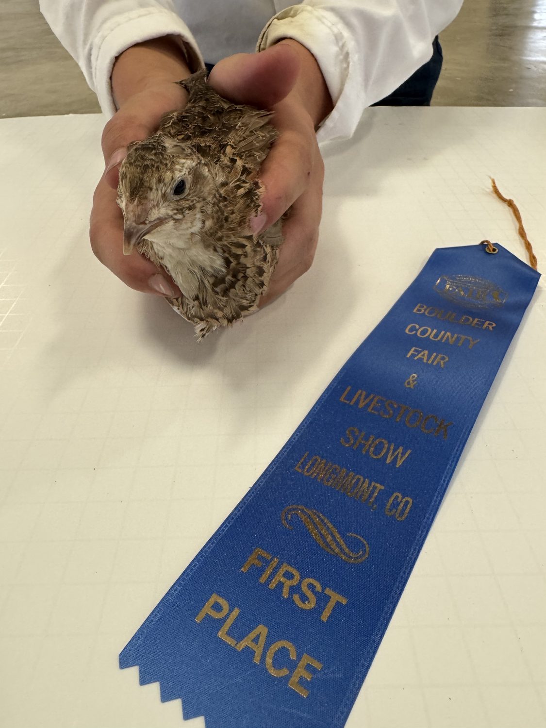 A Range Celadon jumbo Coturnix quail held on the judging table beside its first place ribbon at the Boulder County Fair 2026