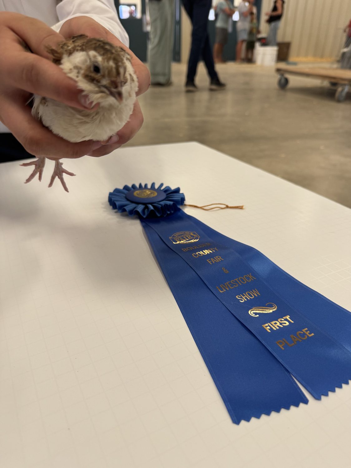 A Range Celadon jumbo Coturnix quail held on the judging table beside its first place ribbon at the Boulder County Fair 2026