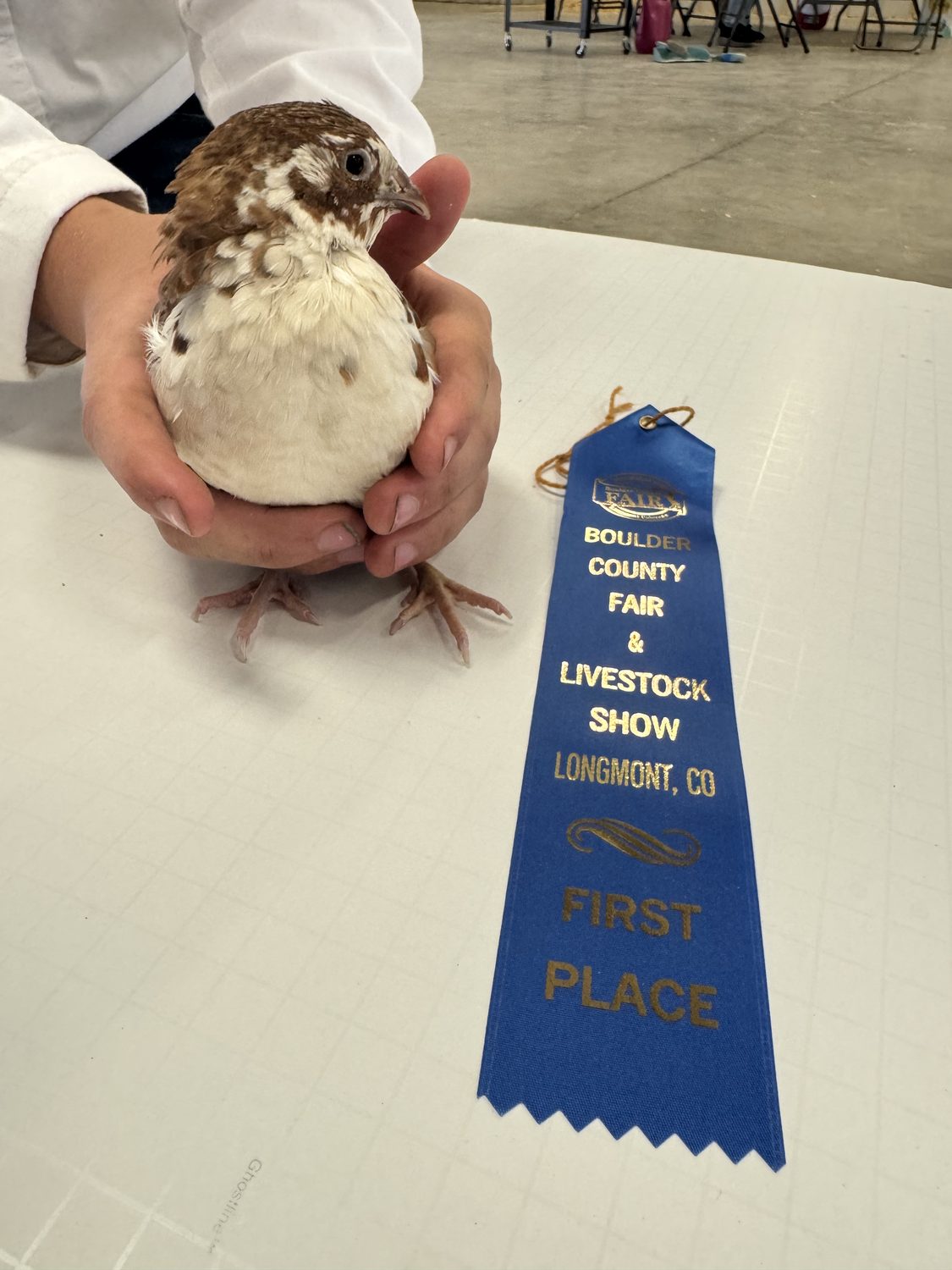 A Range Celadon jumbo Coturnix quail held on the judging table beside its first place ribbon at the Boulder County Fair 2026