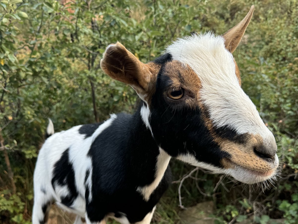Gelato, a black and white Nigerian Dwarf goat
