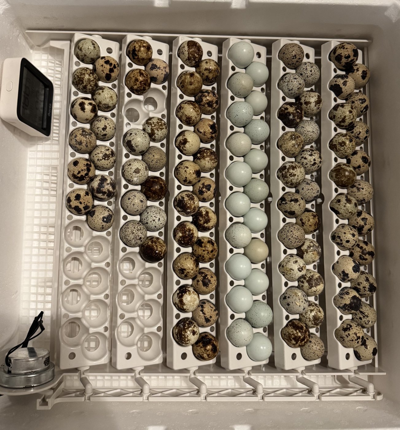 Quail hatching eggs sorted by variety in the incubator