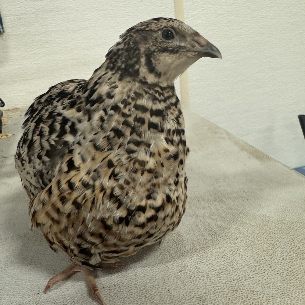 A German Pansy jumbo Coturnix quail showing high contrast gold, white and black markings
