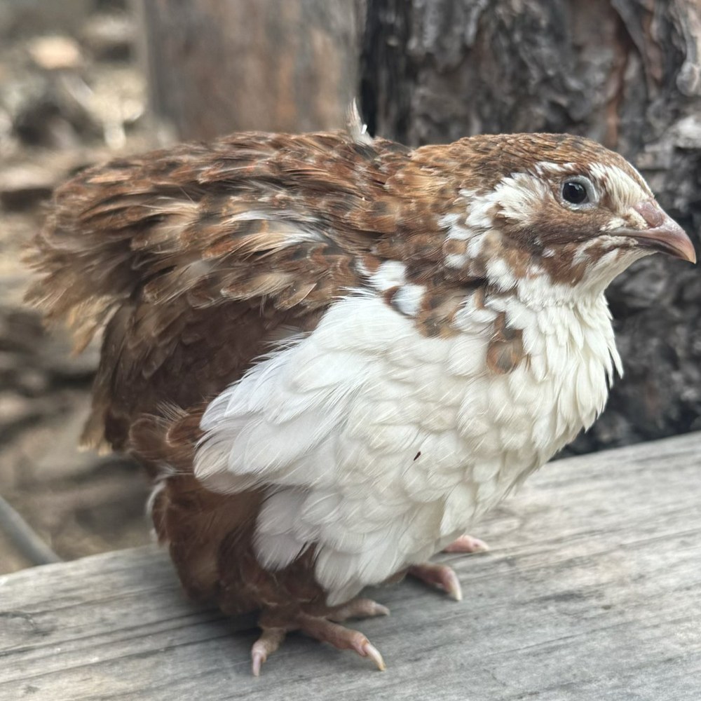 Gimli, a Range jumbo Coturnix quail, showing a white tuxedo bib over a rust-chestnut Range base