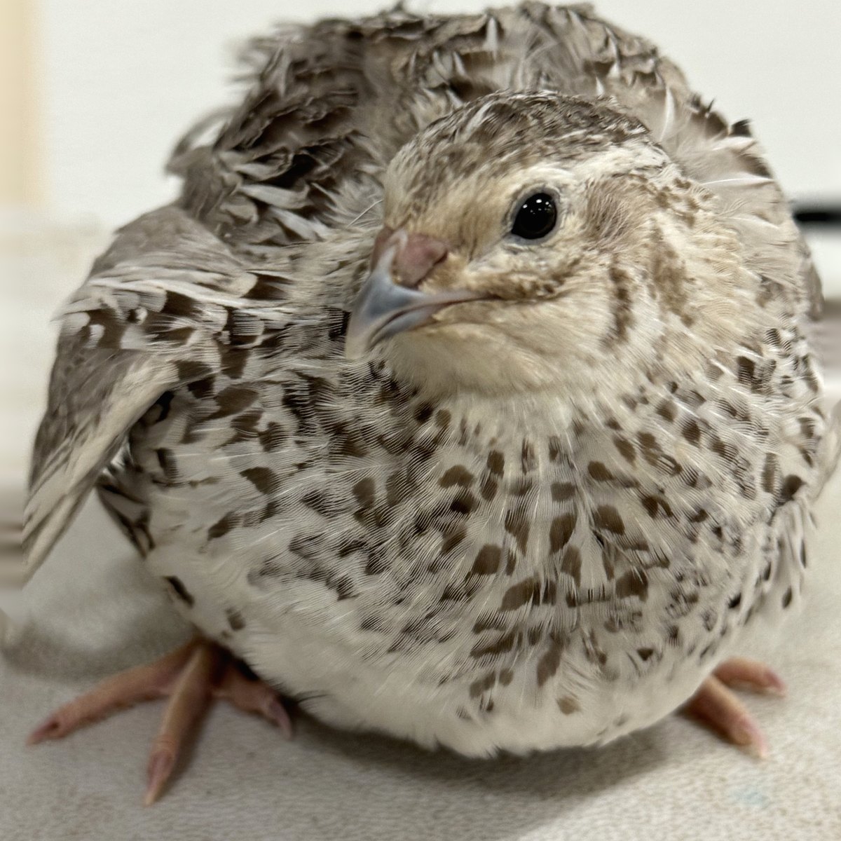 Egyptian Fee. A lighter bird than a Pharaoh, given by breeders as roux plus dilution on a wild-type base.